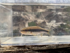 Notropis lutipinnis