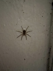 Selenops submaculosus