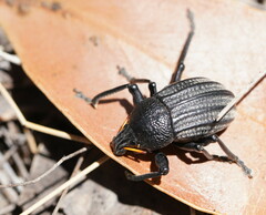 Psapharus ruficornis