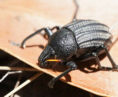 Psapharus ruficornis