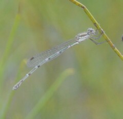 Austrolestes leda