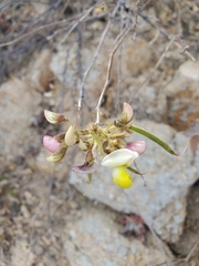 Coursetia glandulosa