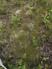Festuca filiformis