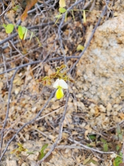 Coursetia glandulosa