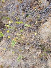 Coursetia glandulosa