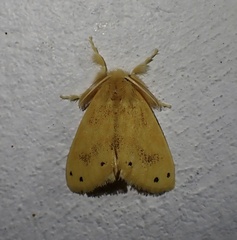 Artaxa guttata