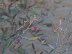 Tephrosia falciformis