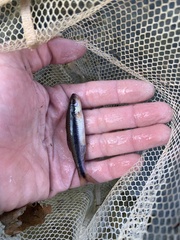 Notropis lutipinnis