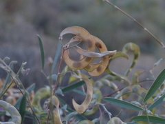 Tephrosia falciformis