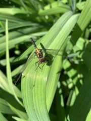 Leucorrhinia intacta