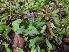 Viola inconspicua