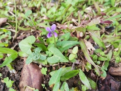 Viola inconspicua