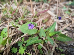 Viola inconspicua