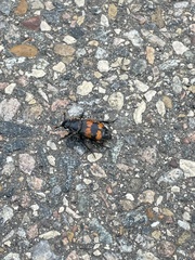 Nicrophorus investigator