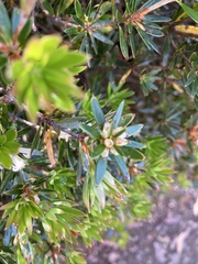 Cyathodes glauca