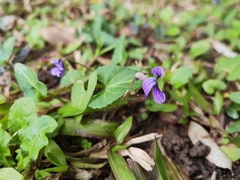 Viola inconspicua