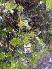 Cyathodes glauca