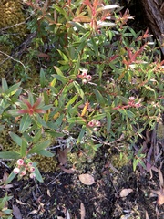 Gaultheria hispida