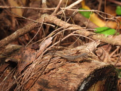 Saproscincus spectabilis