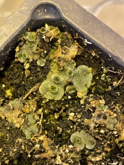 Marchantia polymorpha