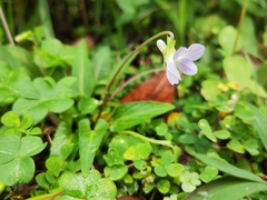 Viola inconspicua