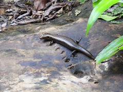 Silvascincus murrayi