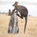 Typical Wallabies - Photo (c) liznoble, some rights reserved (CC BY-NC), uploaded by liznoble