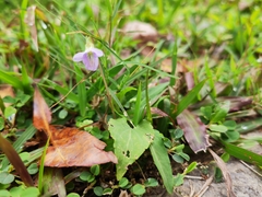 Viola inconspicua