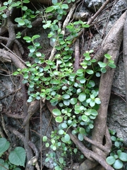Peperomia japonica