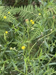 Senecio madagascariensis