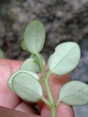 Peperomia japonica