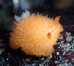 Acanthodoris lutea
