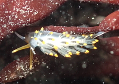 Diaphoreolis lagunae