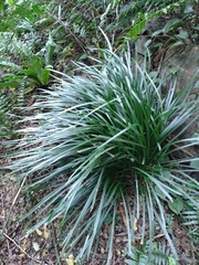 Ophiopogon jaburan