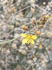 Hoffmannseggia microphylla