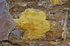 Trichoderma sulphureum