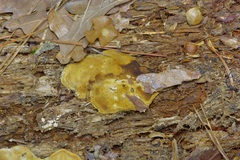Trichoderma sulphureum