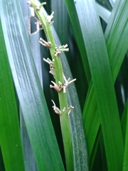 Ophiopogon jaburan