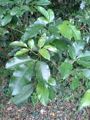 Turpinia ternata