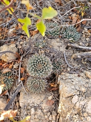Mammillaria peninsularis