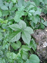 Gynostemma pentaphyllum