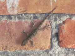 Hemidactylus flaviviridis