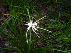 Hymenocallis palmeri