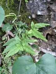 Jasminum superfluum