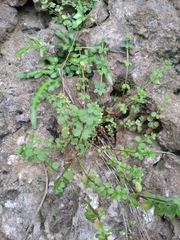 Galium bungei trachyspermum