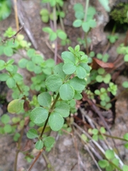 Galium bungei trachyspermum