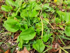 Plantago asiatica