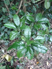 Osmanthus marginatus