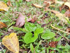 Plantago asiatica