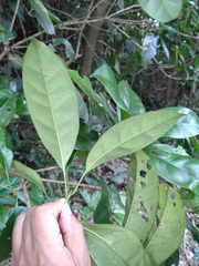 Osmanthus marginatus